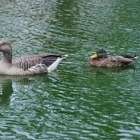 Domaine De Collen Wailly-Beaucamp
